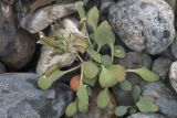 Crepis nana. Плодоносящее растение. Республика Алтай, Кош-Агачский р-н, Северо-Чуйский хребет, берег р. Актру. 14.08.2018.
