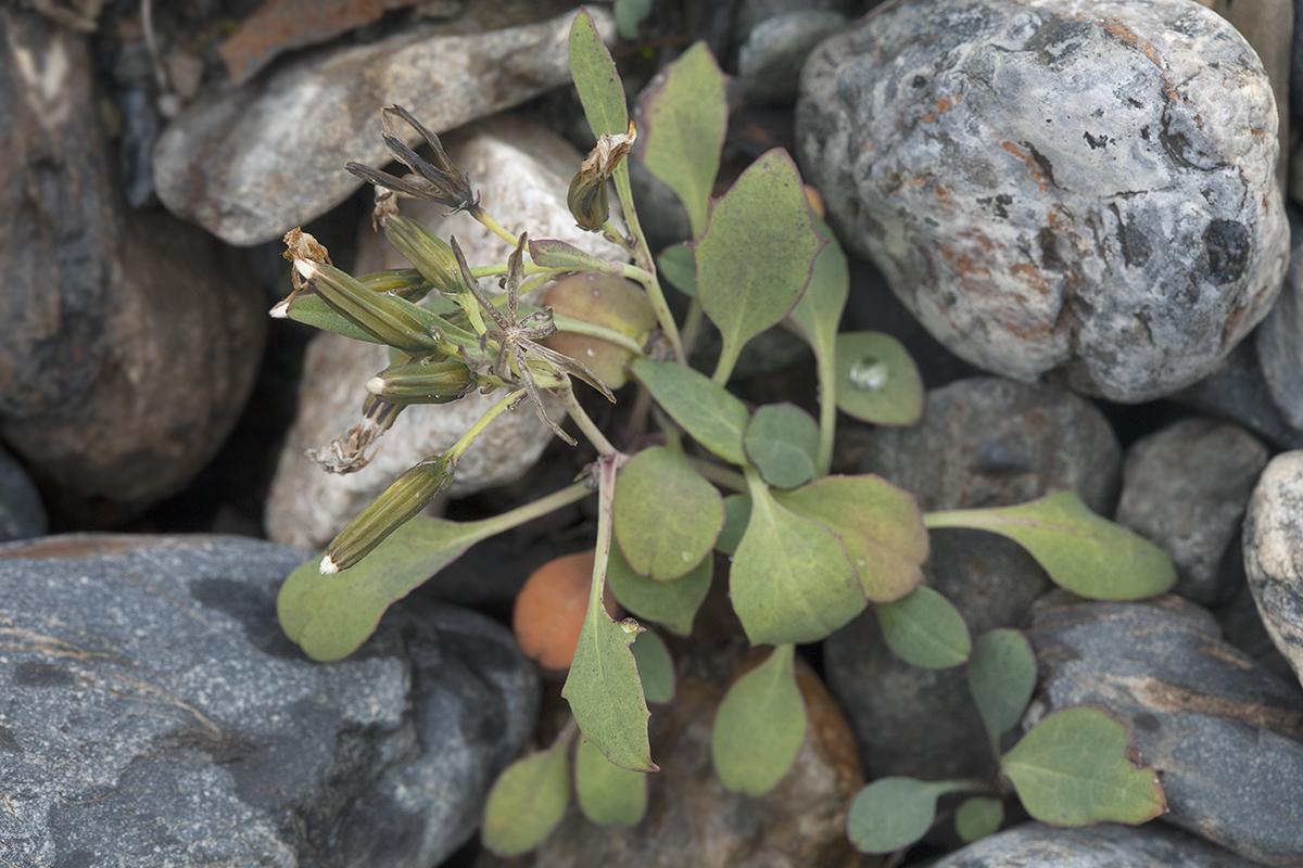 Изображение особи Crepis nana.