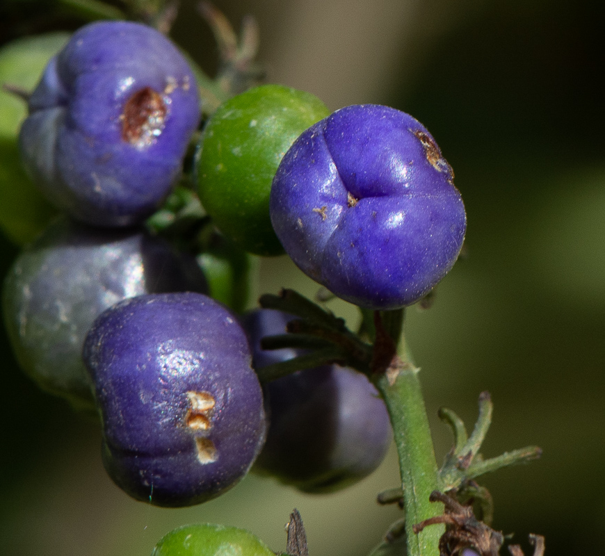 Image of Dianella caerulea specimen.