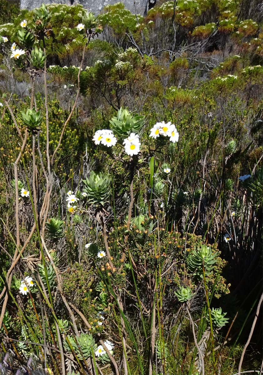 Image of Osmitopsis asteriscoides specimen.