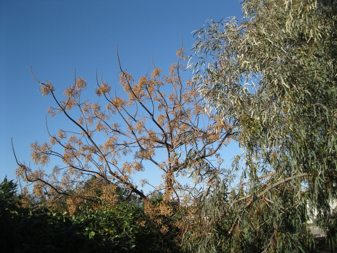 Image of Melia azedarach specimen.