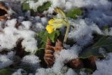 Primula macrocalyx