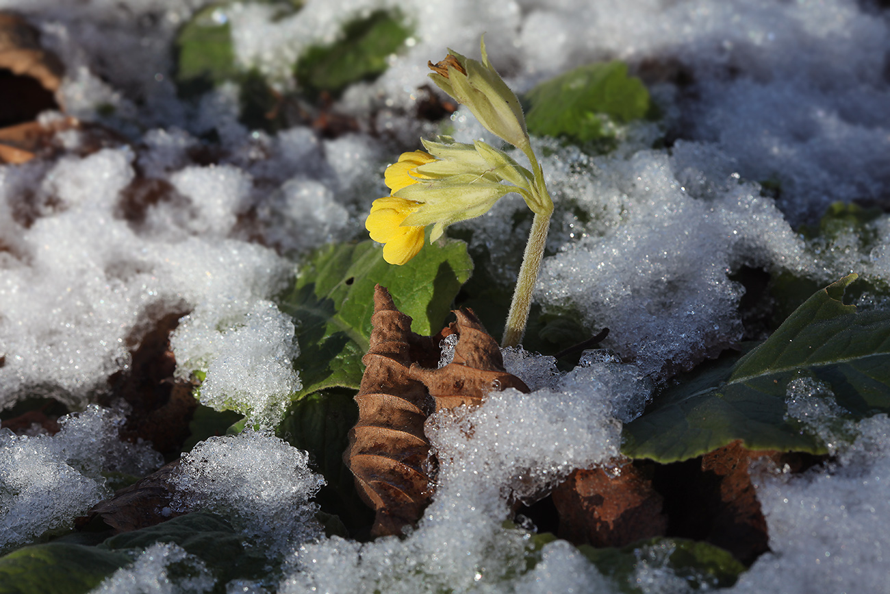 Изображение особи Primula macrocalyx.