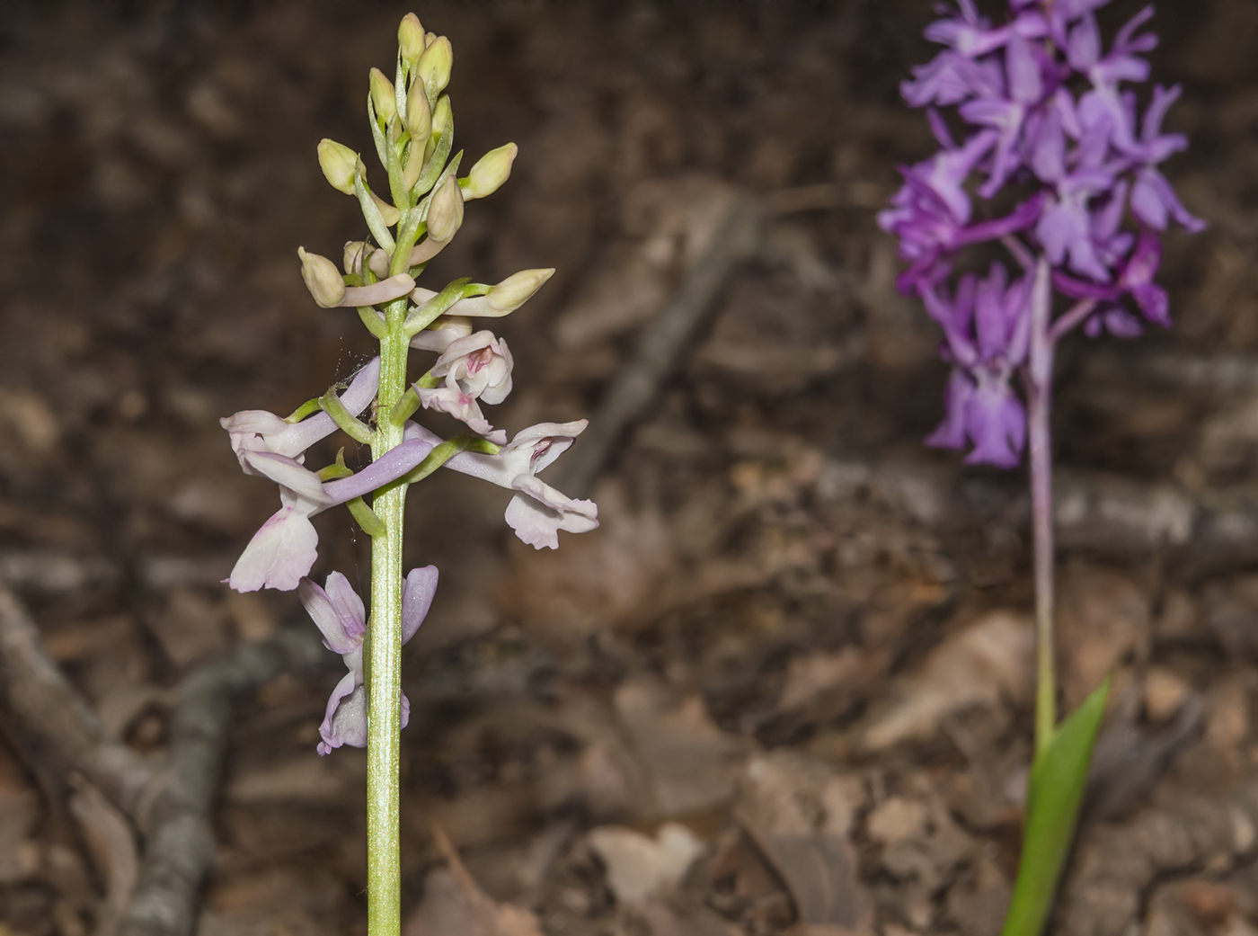 Изображение особи Orchis mascula.