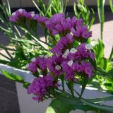 Limonium sinuatum. Верхушки цветущих побегов. Красноярский край, г. Красноярск, в культуре. 17.08.2018.