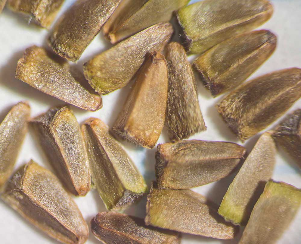 Image of Leonurus quinquelobatus specimen.