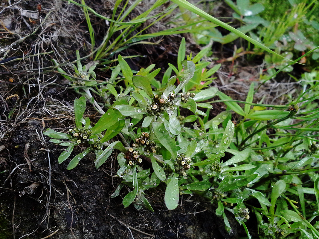 Image of Gnaphalium uliginosum specimen.