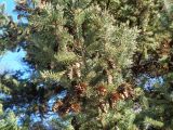 Picea glauca