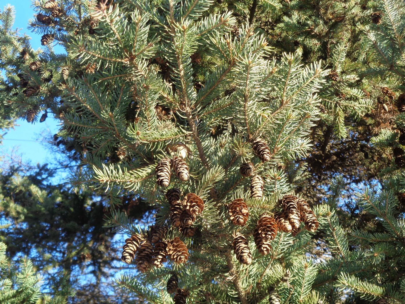 Изображение особи Picea glauca.