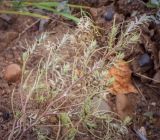 род Corispermum