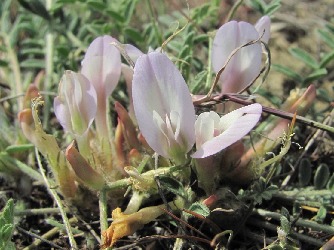 Image of Astragalus dolichophyllus specimen.