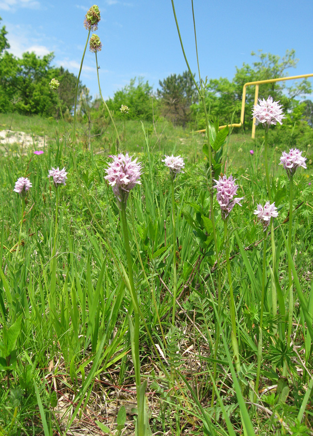 Изображение особи Neotinea tridentata.