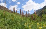 Eremurus regelii. Цветущие растения (на переднем плане справа - цветущие Thermopsis alterniflora). Узбекистан, Ташкентская обл., южный склон Чаткальского хребта, бассейн р. Ахангаран, склон над турбазой Янгиабад, выше г. Янгиабад. 12.05.2019.