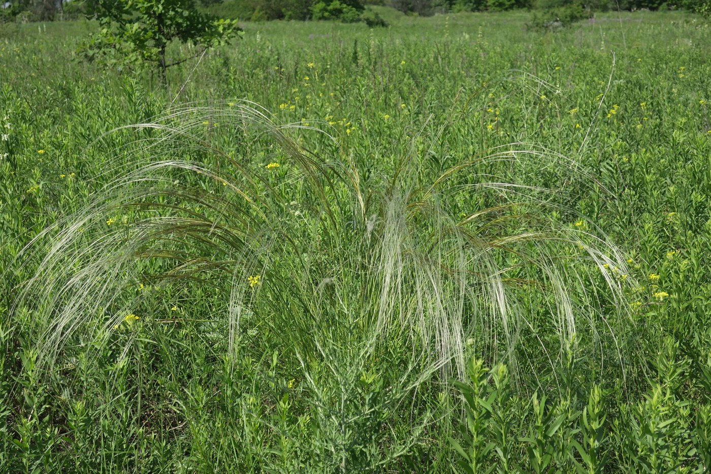 Изображение особи Stipa pulcherrima.