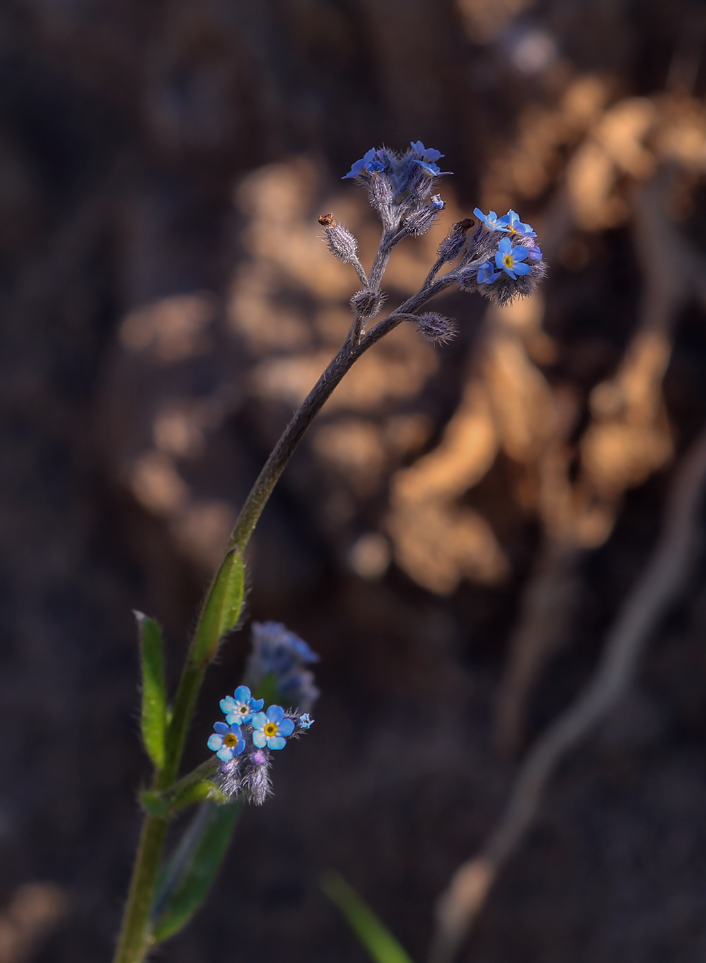 Изображение особи Myosotis ramosissima.