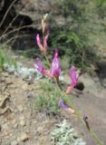 Astragalus haesitabundus