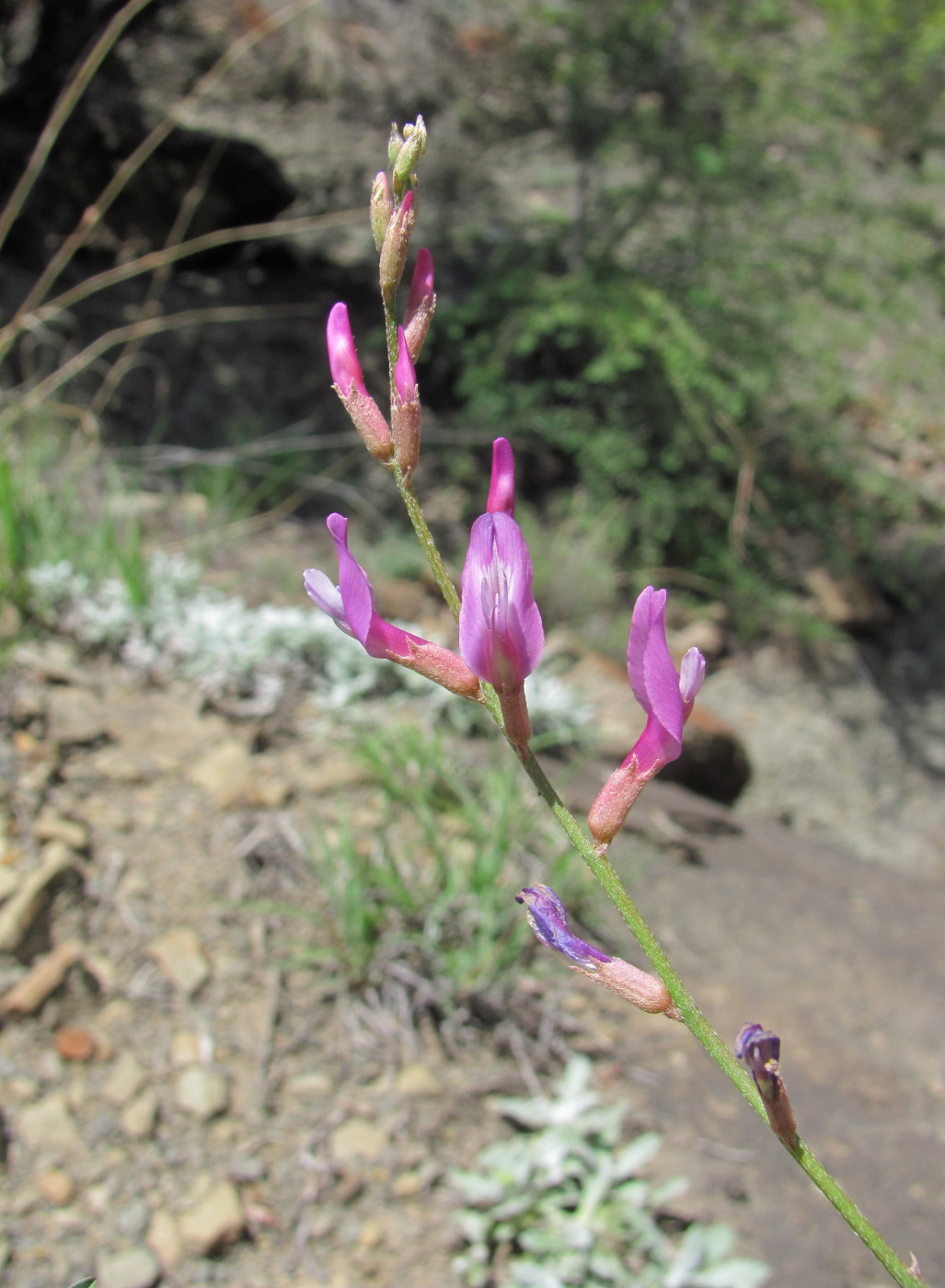 Изображение особи Astragalus haesitabundus.