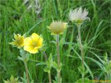 Oreogeum montanum. Верхушка цветущего плодоносящего растения. Украина, Ивано-Франковская обл., Украинские Карпаты, хребет Черногора, южный склон горы Данцеж, 1700 м н.у.м., субальпийский луг. 26 июня 2019 г.