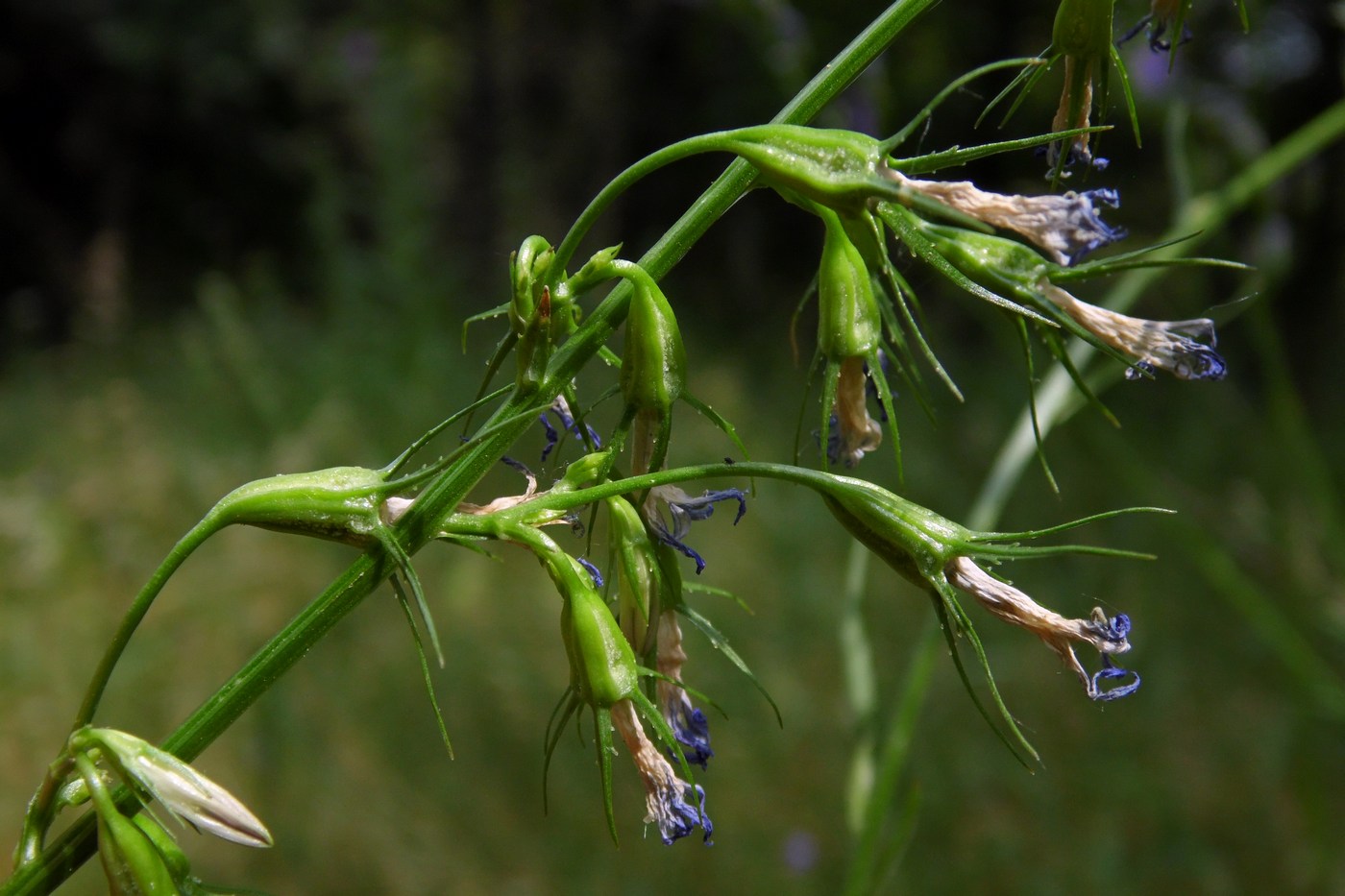 Image of Campanula lambertiana specimen.