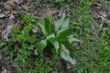 Colchicum speciosum