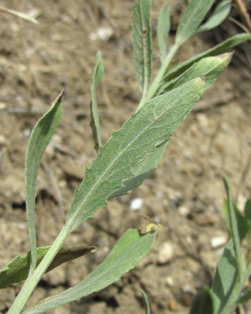 Image of Acroptilon repens specimen.