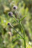 Centaurea scabiosa. Верхушка побега с нераспустившимися соцветиями. Ленинградская обл., Гатчинский р-н, окр. пос. Пудость, закустаренный разнотравный луг на месте заброшенного травертинового карьера. 29.06.2019.