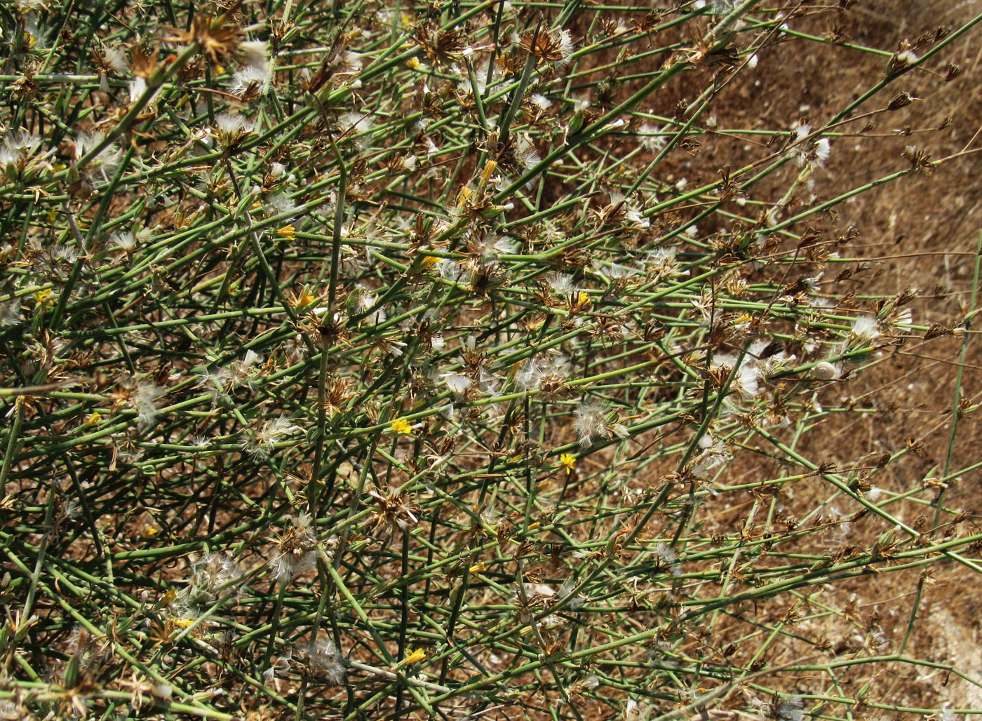 Изображение особи Chondrilla juncea.