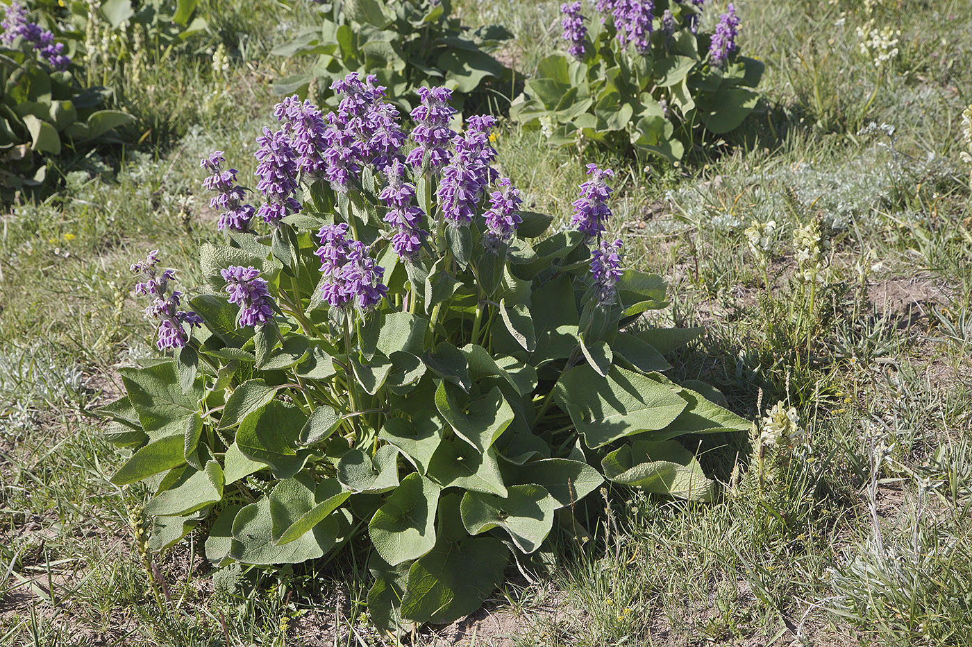 Изображение особи Phlomoides oreophila.