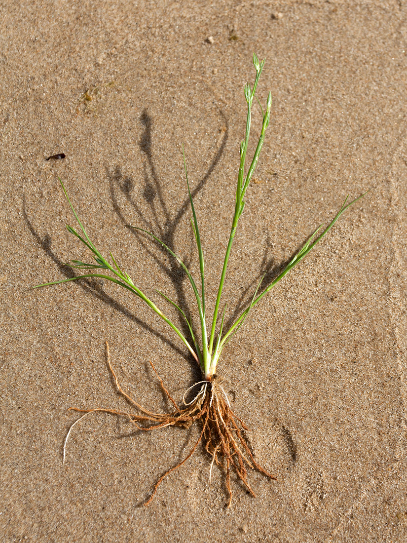 Изображение особи Juncus bufonius.