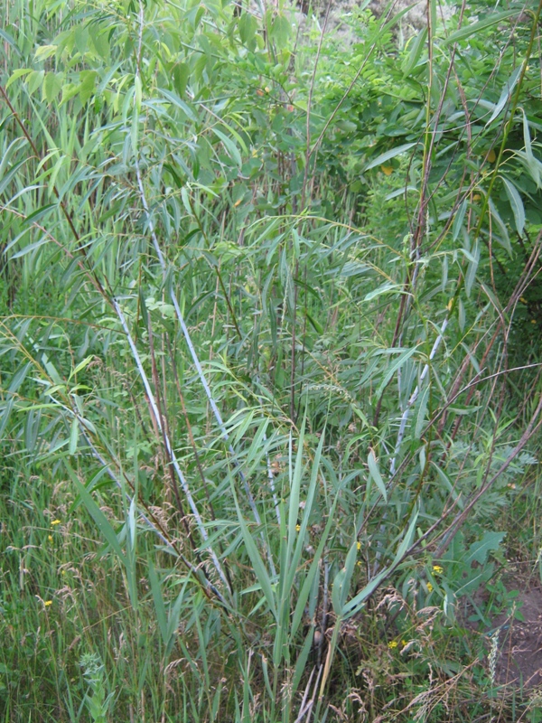 Image of Salix acutifolia specimen.