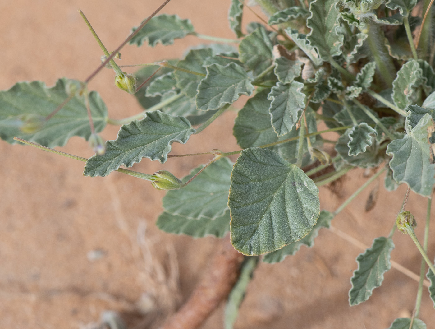 Изображение особи Monsonia heliotropioides.