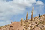 Trichocereus atacamensis