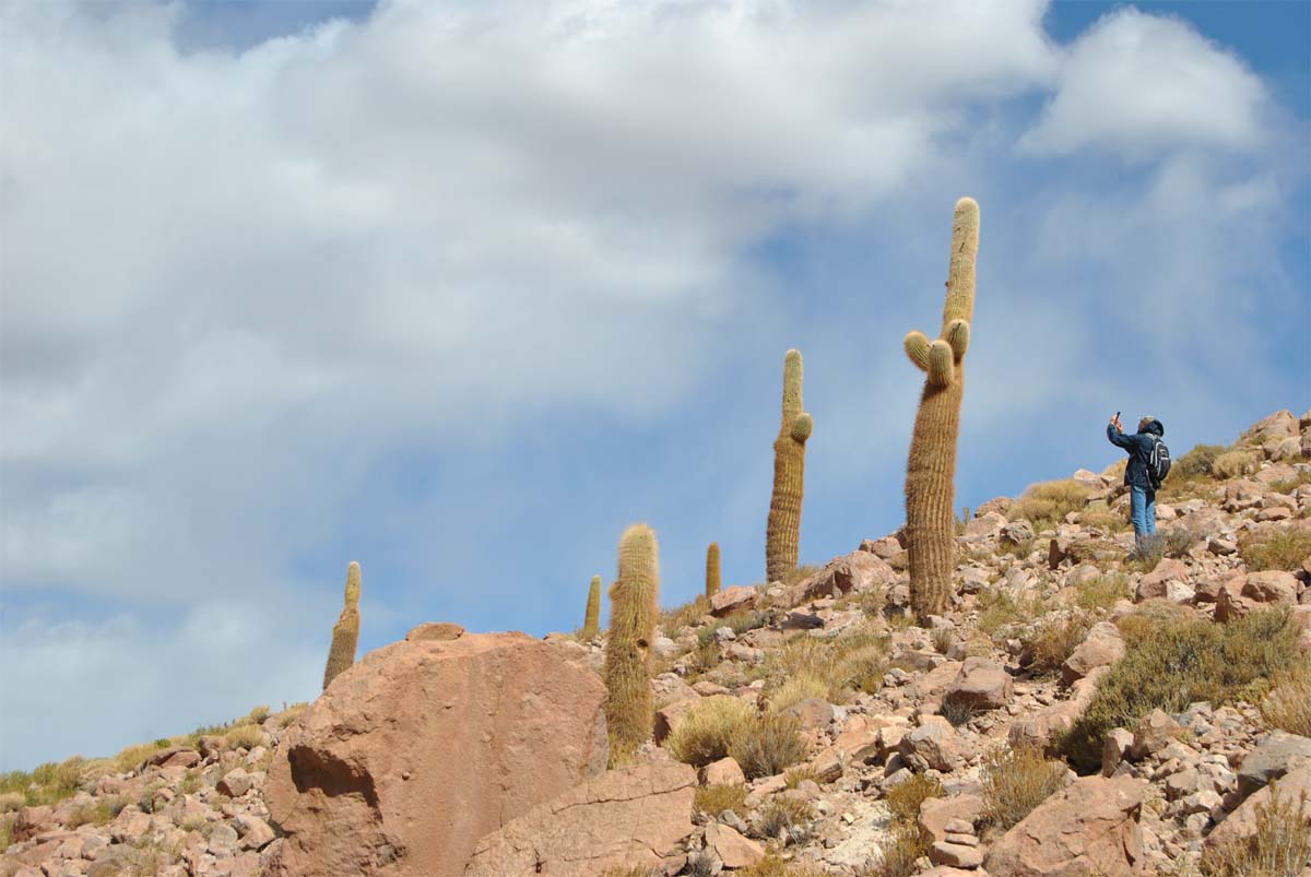 Изображение особи Trichocereus atacamensis.