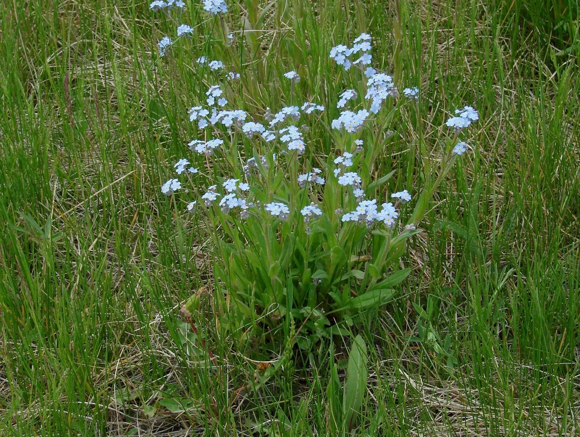 Изображение особи Myosotis imitata.