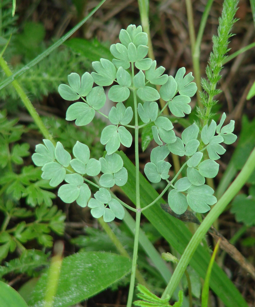 Image of Thalictrum petaloideum specimen.