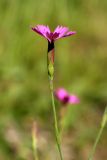 Dianthus deltoides