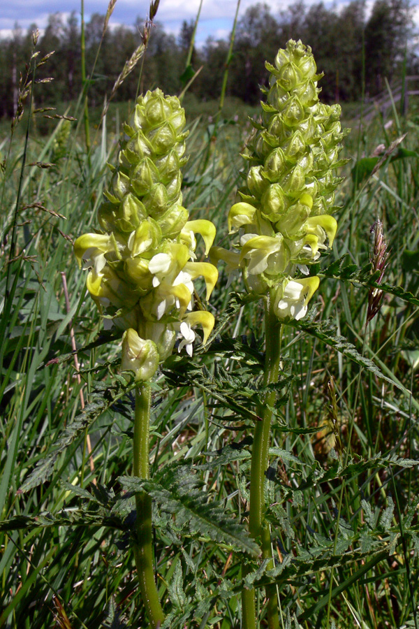 Изображение особи Pedicularis compacta.