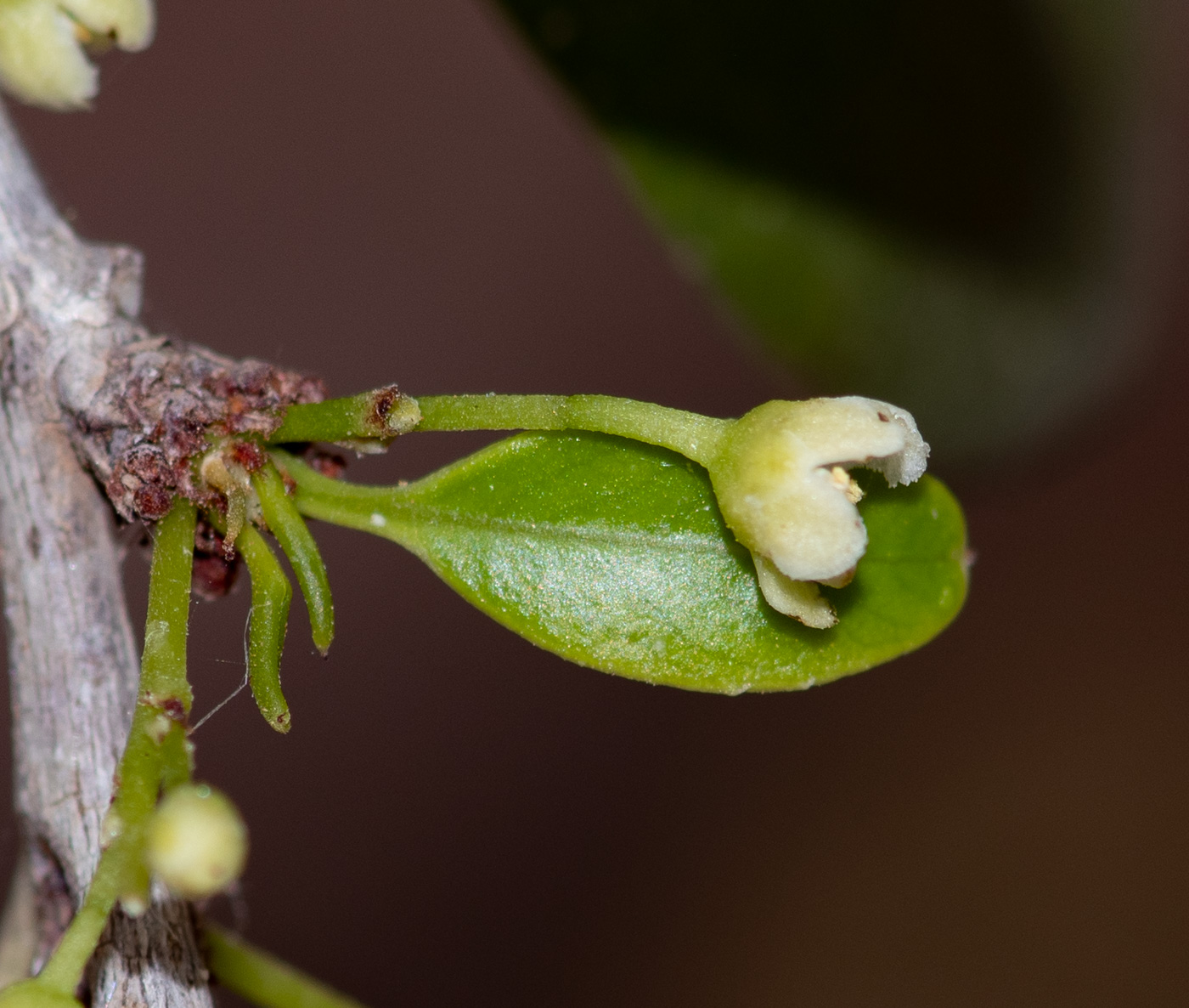 Изображение особи Maytenus canariensis.