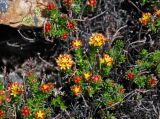 Rhodiola quadrifida. Верхушки побегов сенильного растения с расцветающими соцветиями. Алтай, Кош-Агачский р-н, долина р. Аккаллу-Озек, ≈ 2800 м н.у.м., каменистый склон. 17.06.2019.