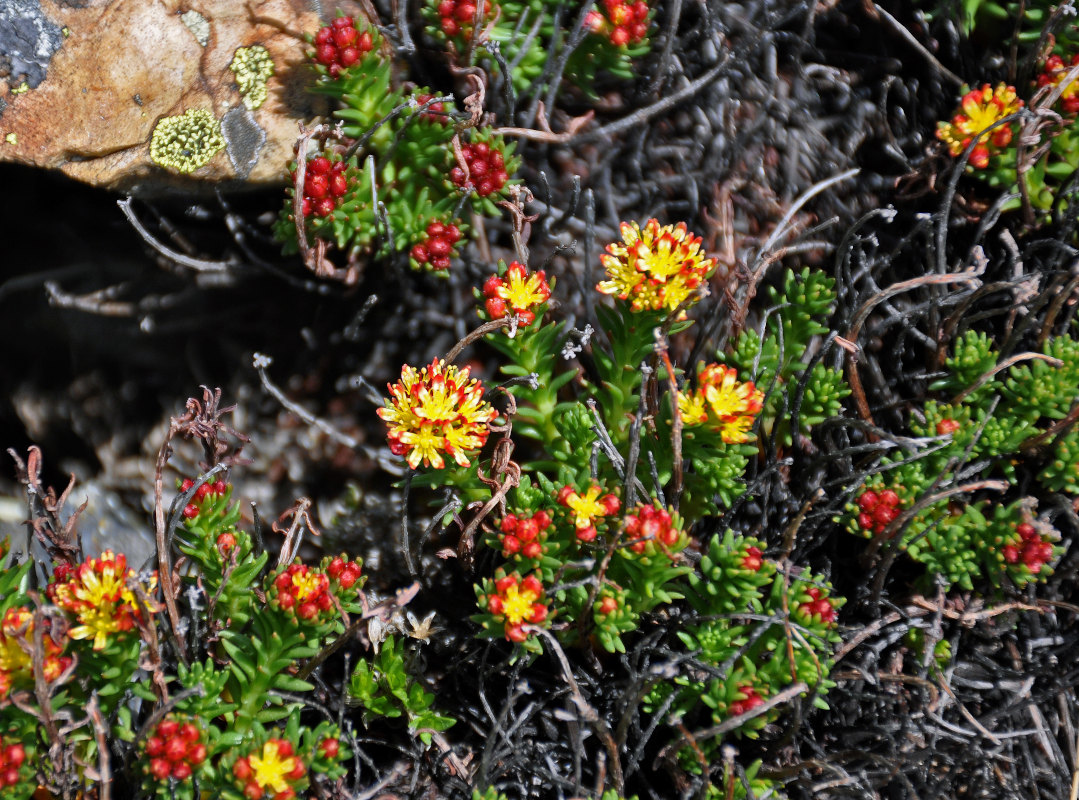 Изображение особи Rhodiola quadrifida.