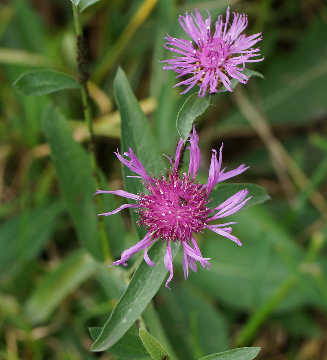 Image of Centaurea jacea specimen.