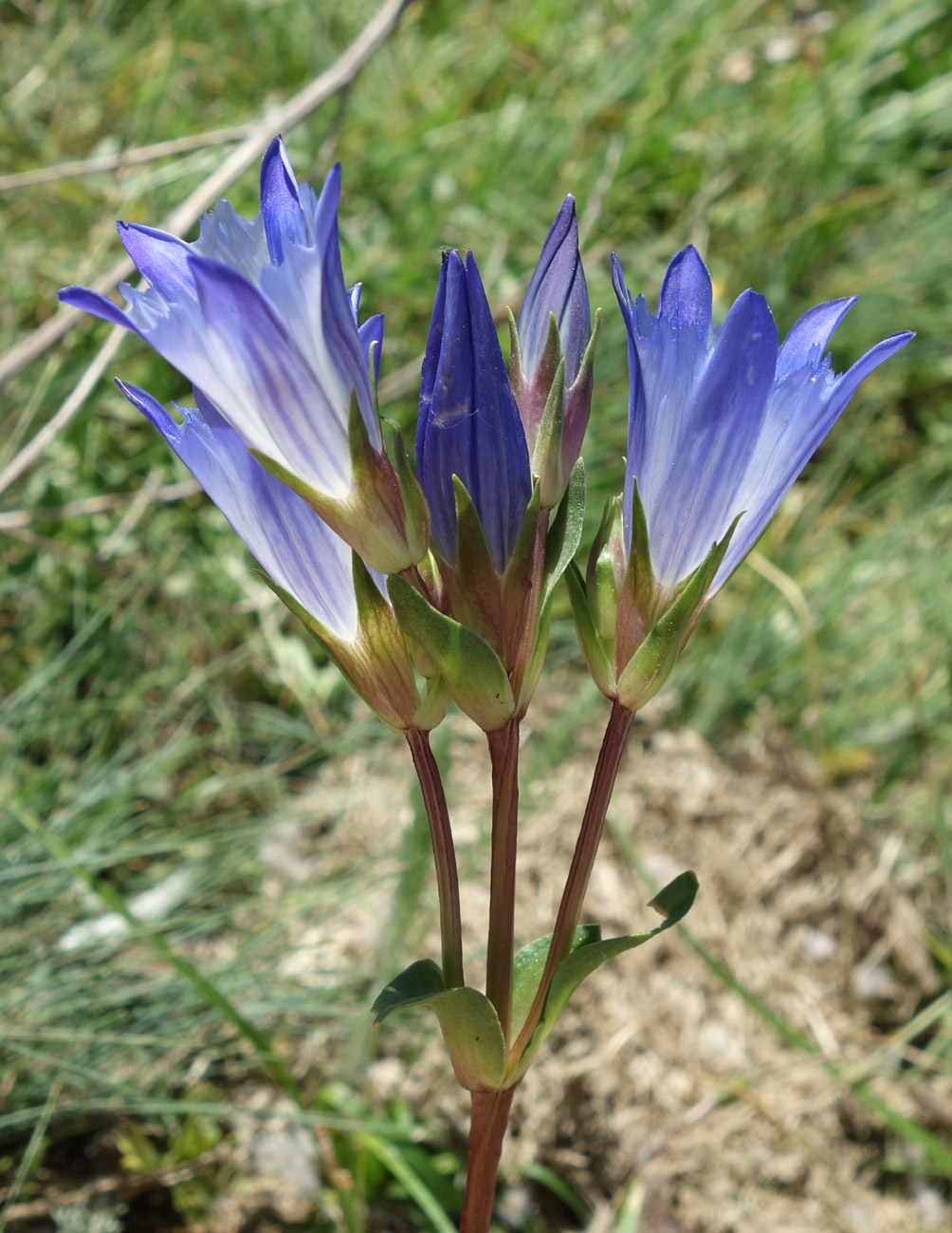 Image of Gentiana olivieri specimen.