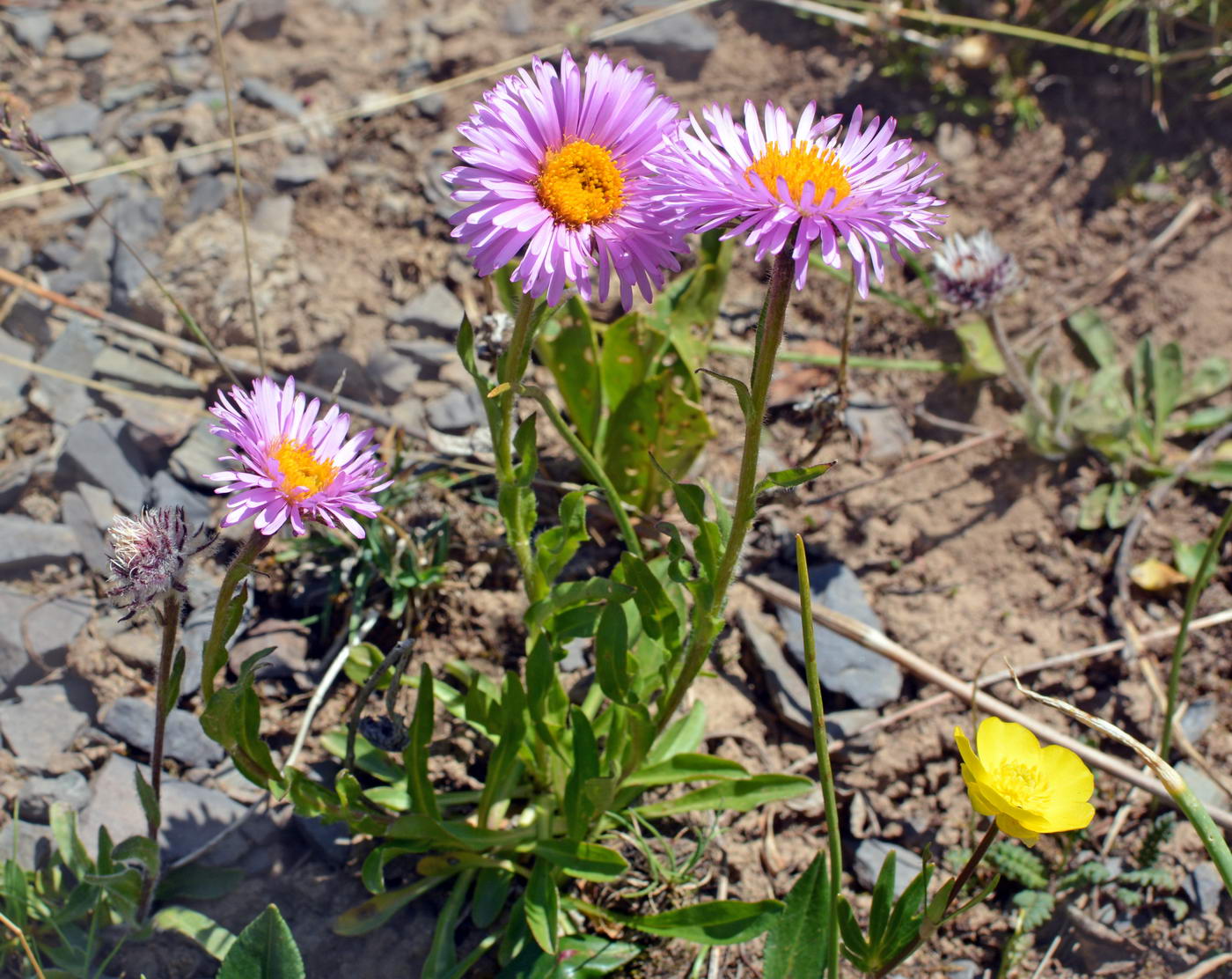 Image of Erigeron allochrous specimen.