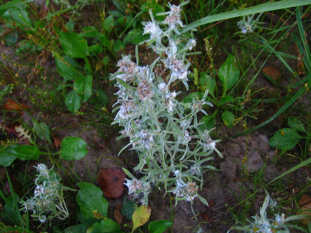 Image of Gnaphalium uliginosum specimen.