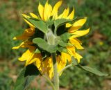 Helianthus annuus