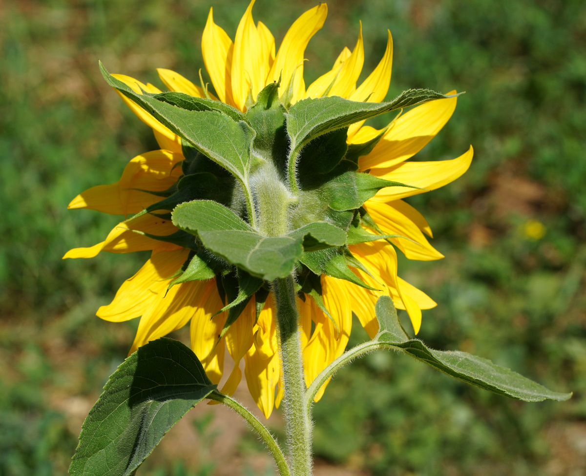 Image of Helianthus annuus specimen.