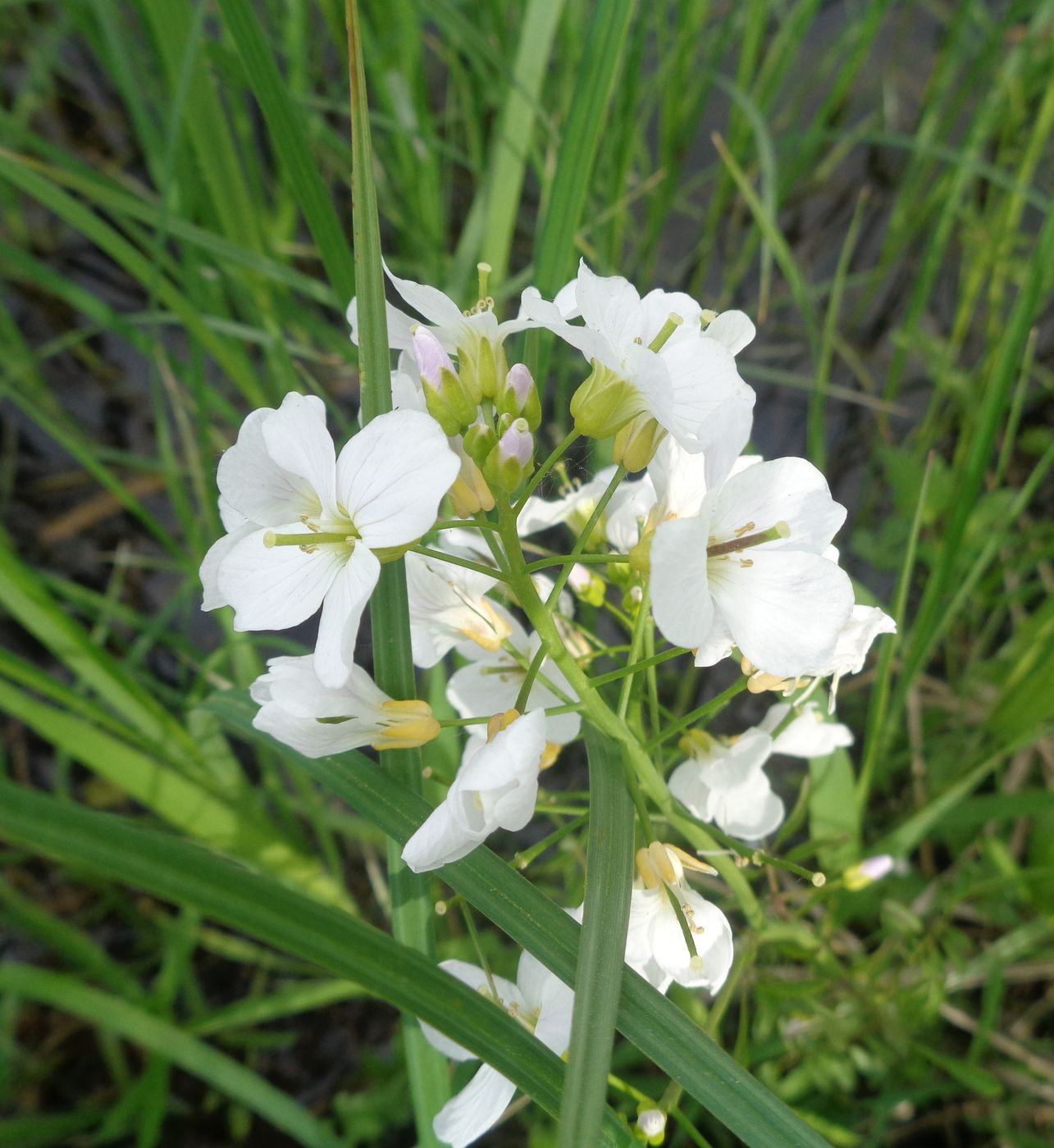 Изображение особи Cardamine dentata.