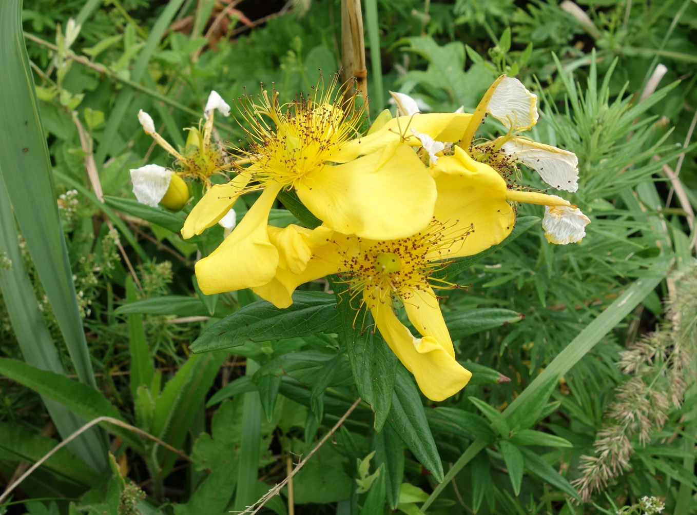 Image of Hypericum ascyron specimen.