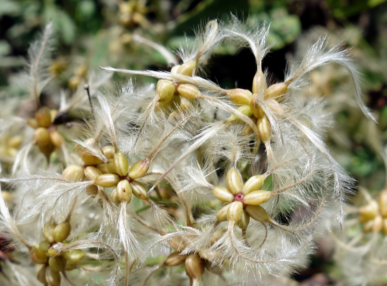 Image of Clematis mandshurica specimen.