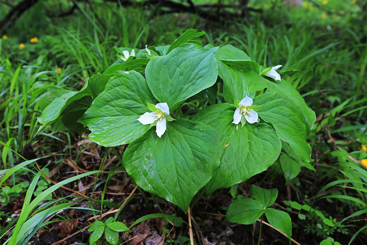 Изображение особи Trillium &times; komarovii.